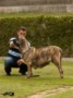 Matriz - Fila Brasileiro Tigrado - Canil Singular - Leona